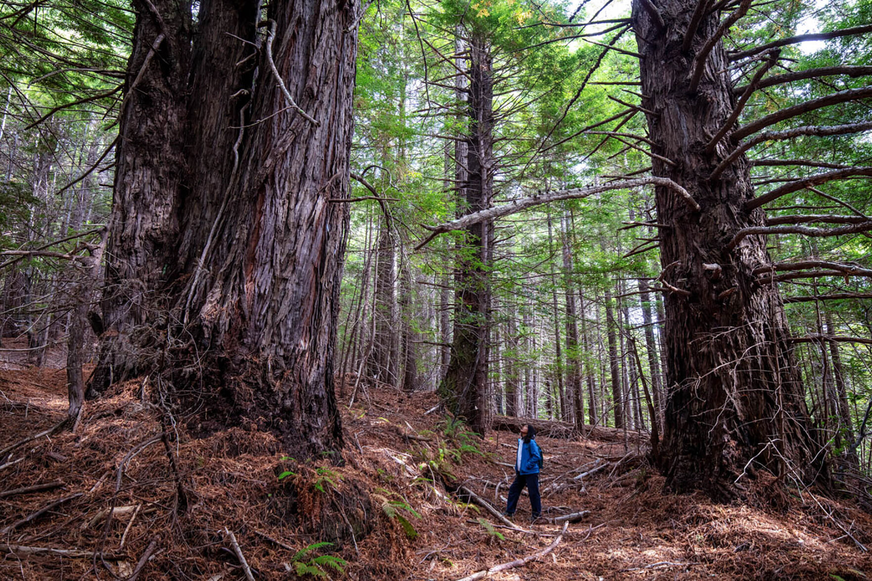 A redwood forest in California has been permanently returned to its Indigenous tribes